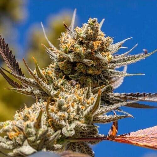 Lemon Berry Candy OG R2 Feminized by Ethos Genetics