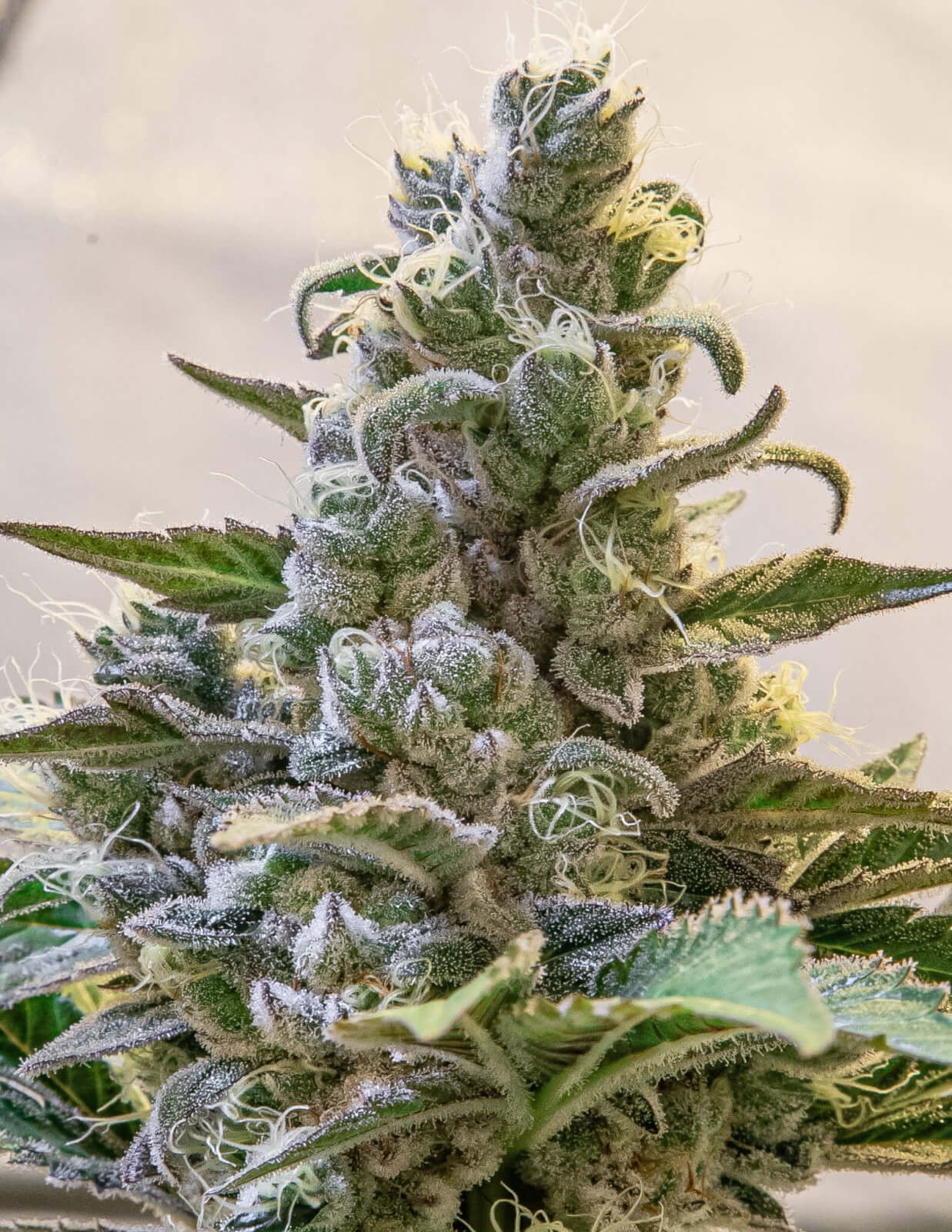 Lemon Cake Auto Autoflower by High Speed Buds