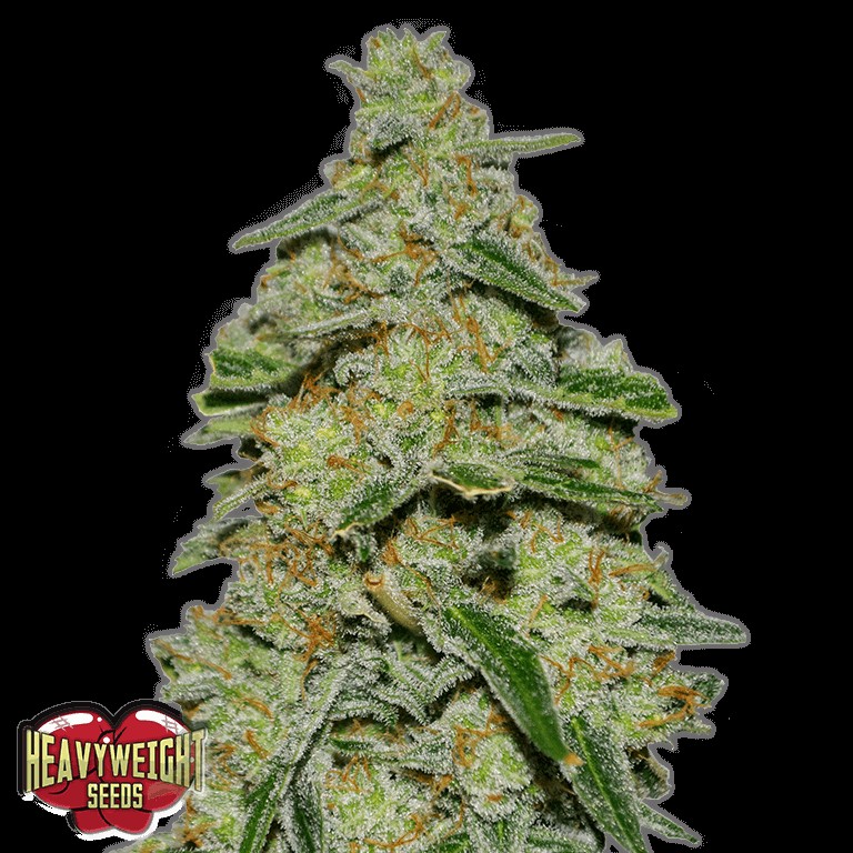 Lemon Cake Feminized by Heavyweight Seeds