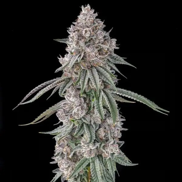 Lemon Chain Feminized by Compound Genetics