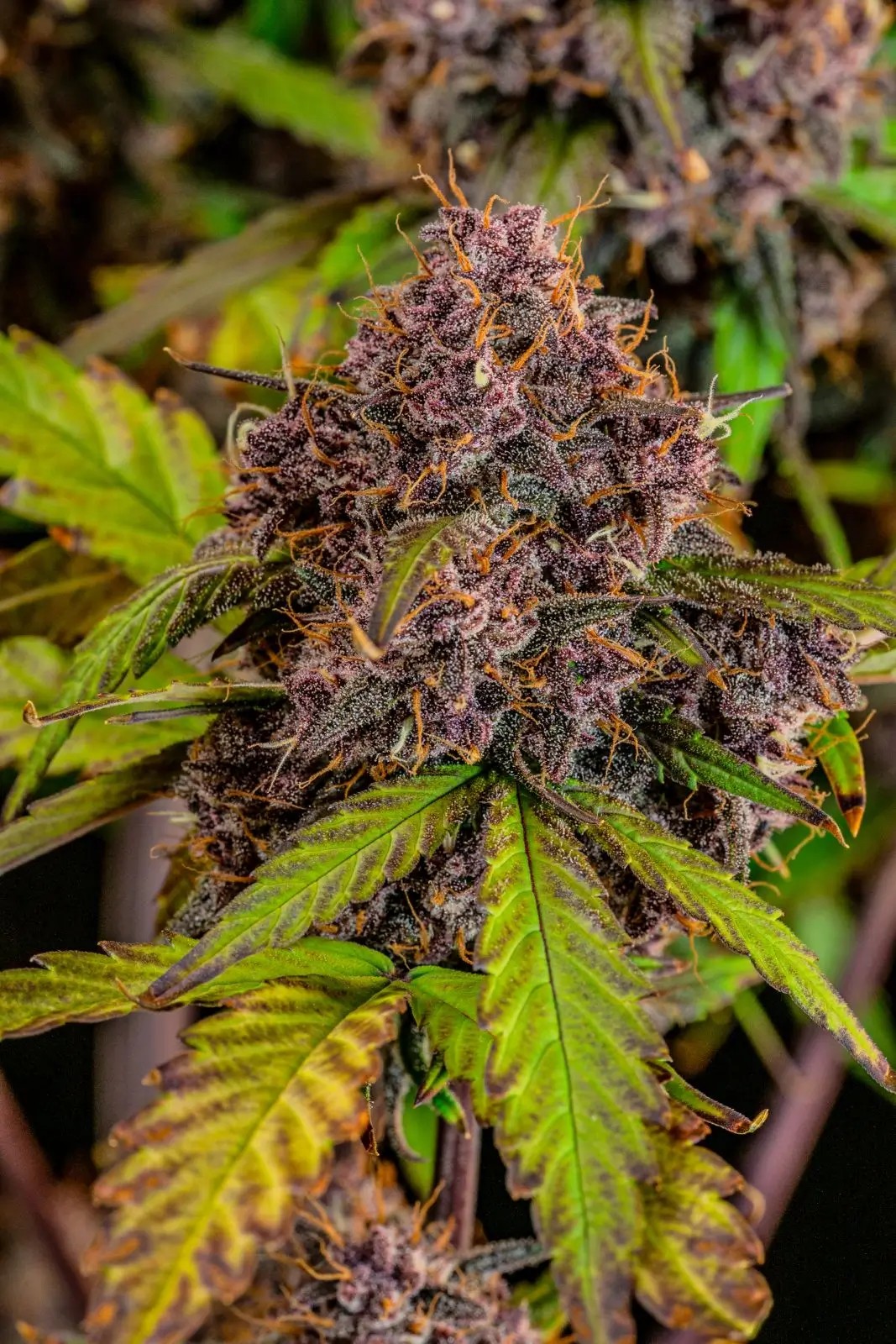 Lemon Cherry Cookies Auto Autoflower by Fast Buds