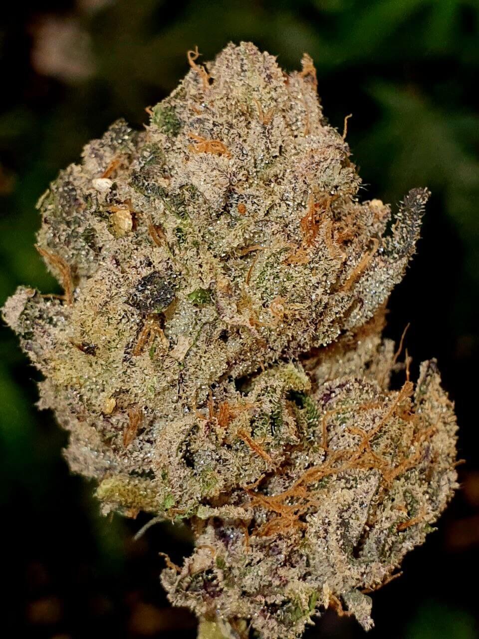Lemon Cherry Gelato Feminized by Paisa Seeds