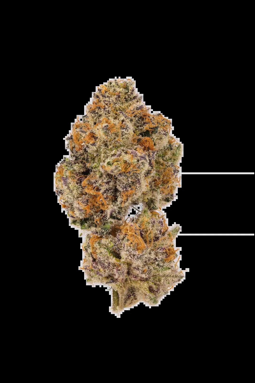 Lemon Cherry Mochi Feminized by Growers Choice