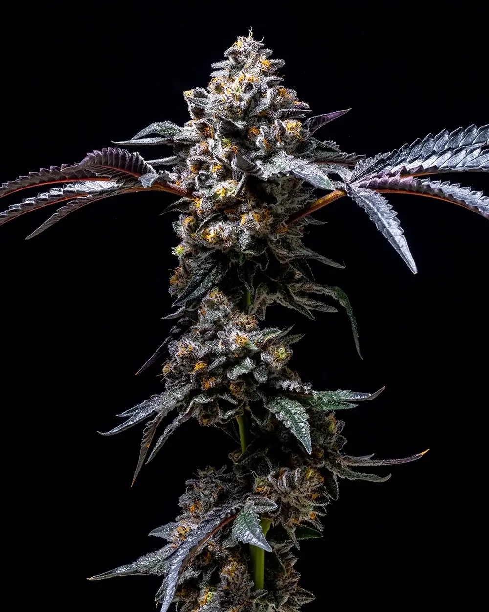 Lemon Cherry Pop Feminized by Cookies Seed Bank