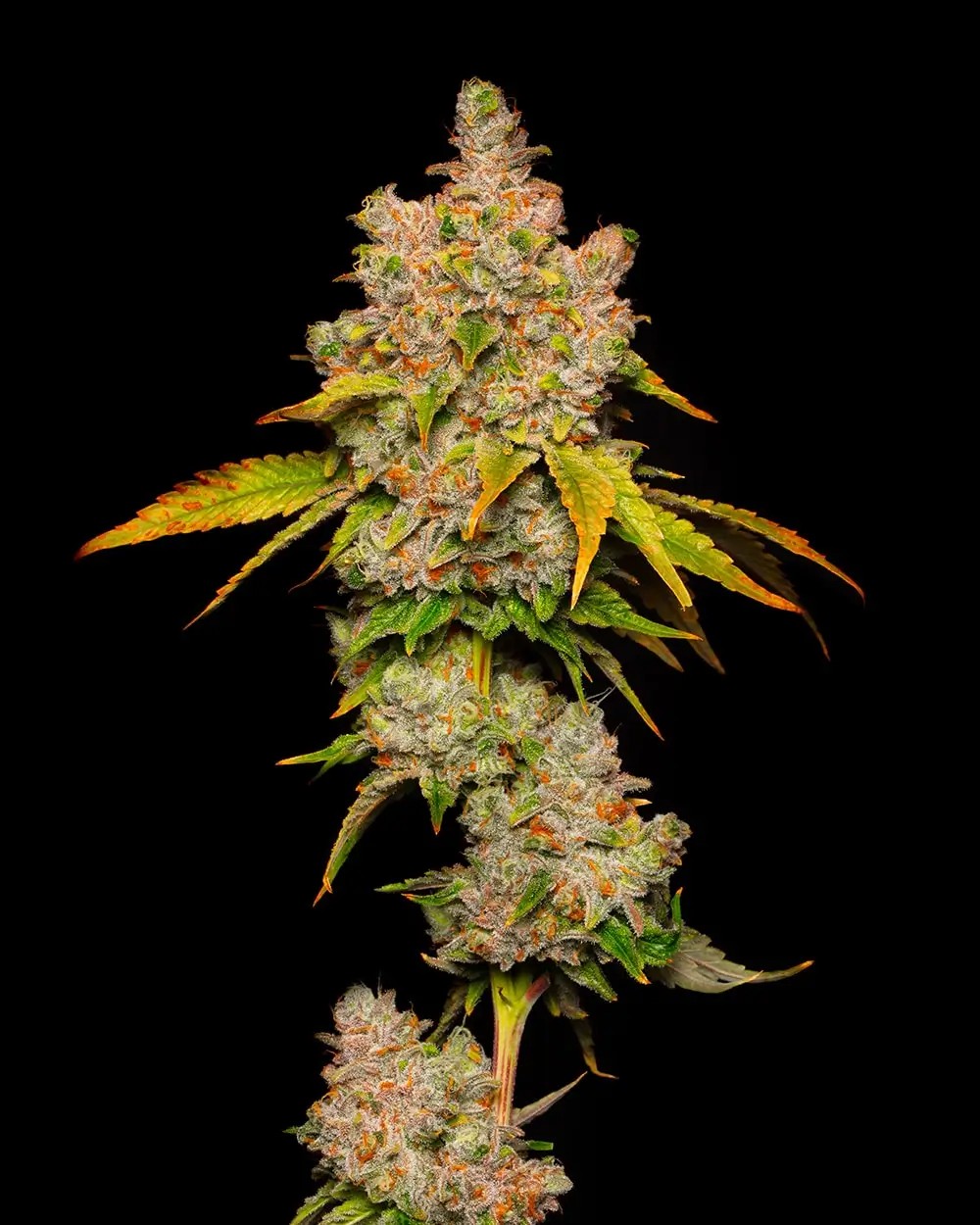 Lemon Cherry Sherb Feminized by Cookies Seed Bank