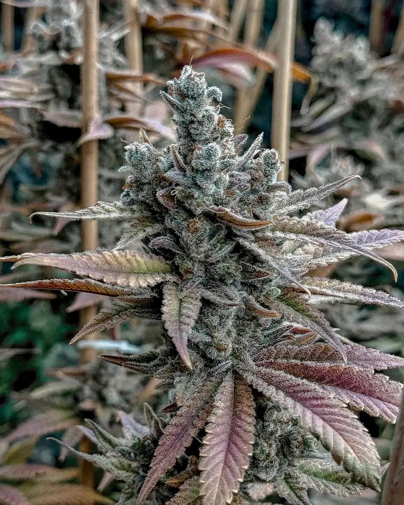 Lemon Elixir Feminized by Solfire Gardens