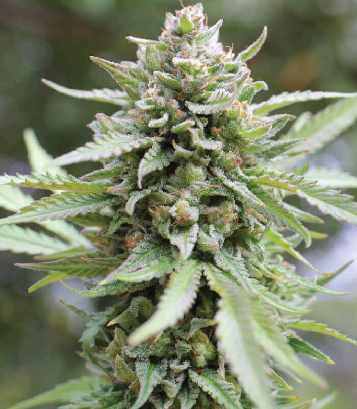 Lemon Grass Feminized by Humboldt Seed Company