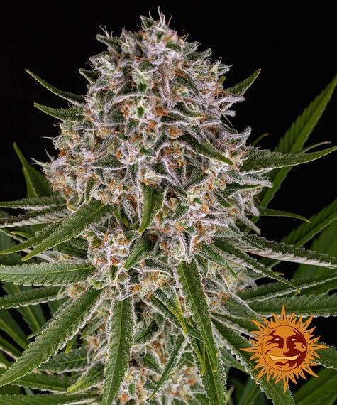 Lemon Haze Auto Autoflower by Barneys Farm