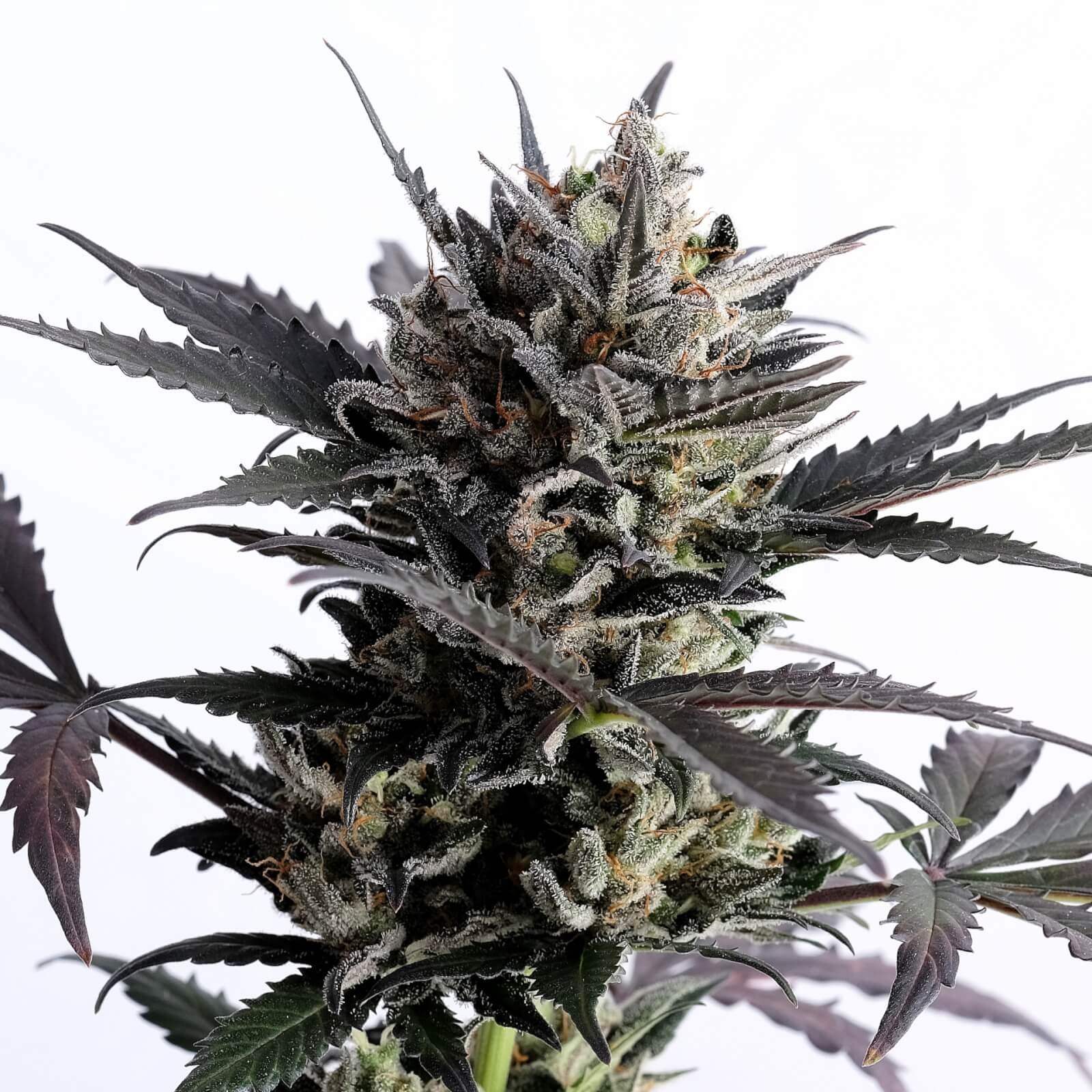 Lemon Haze Auto Autoflower by Kannabia