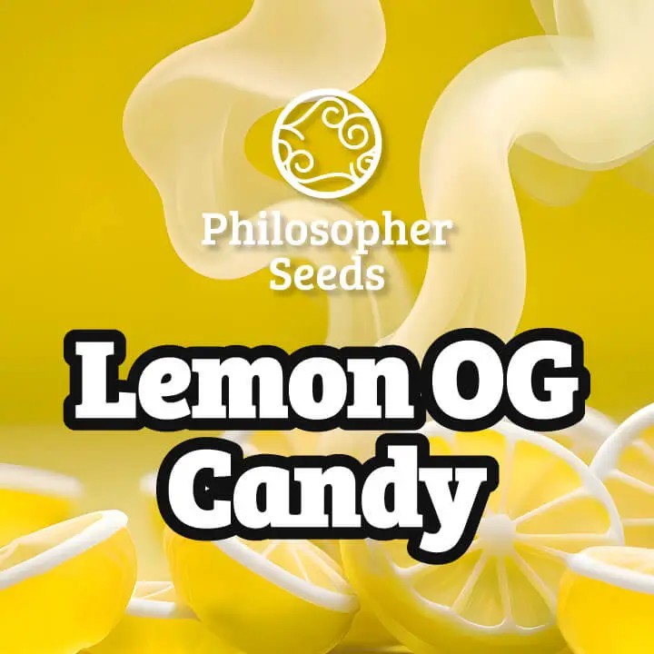Lemon OG Candy Feminized by Philosopher Seeds
