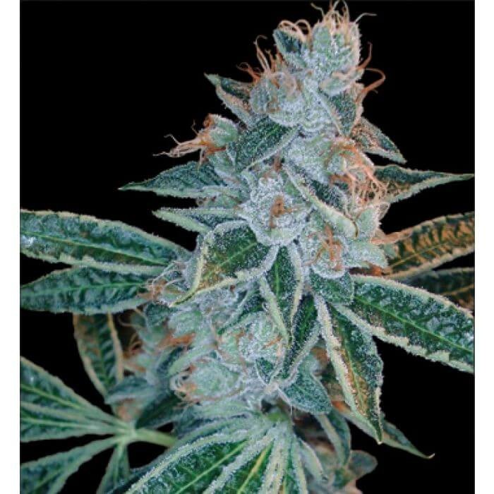 Lemon Og Kush Feminized by DNA Genetics