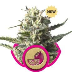 Lemon Shining Silver Haze (Lemon Haze) Feminized by Royal Queen Seeds