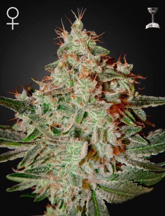 Lemon Skunk Feminized by Green House seeds