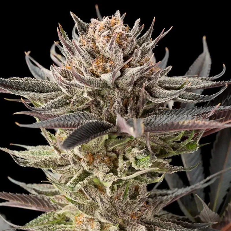 Lemon Tree 2.0 Feminized by Silent Seeds