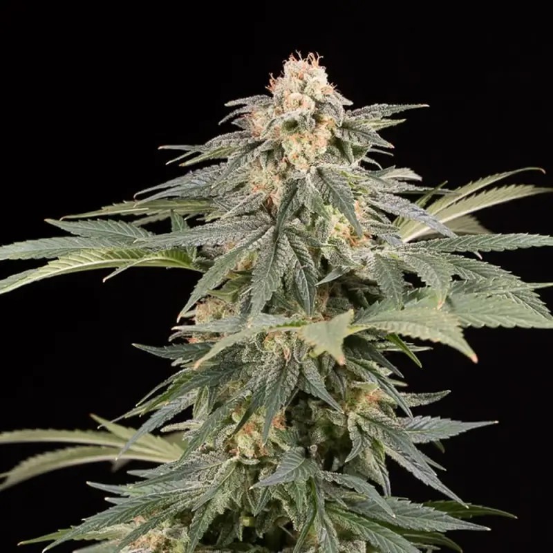 Lemon Tree Fast Feminized by Silent Seeds