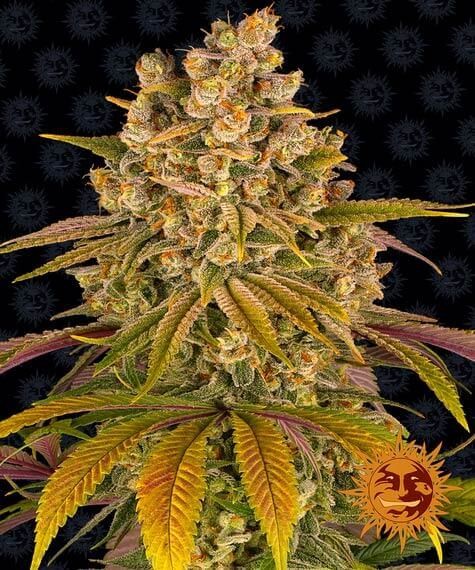 Lemon Tree Feminized by Barneys Farm