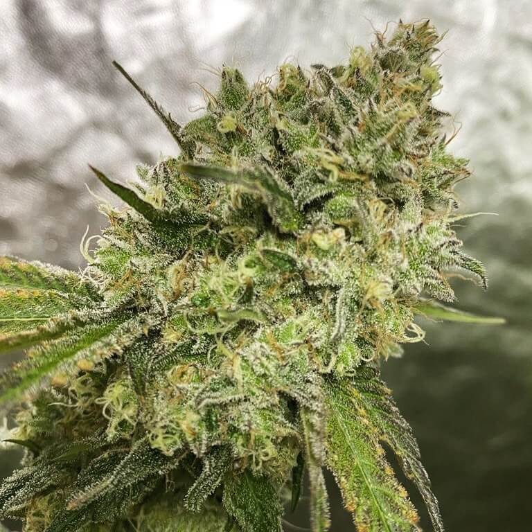 Lemon Tree x Purple Punch Feminized by Tramuntana Seeds