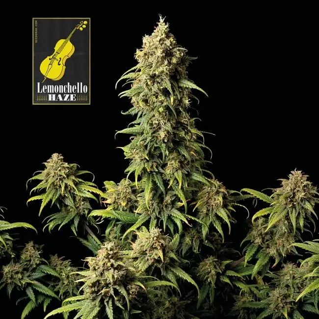 Lemonchello Haze Feminized by Seedsman