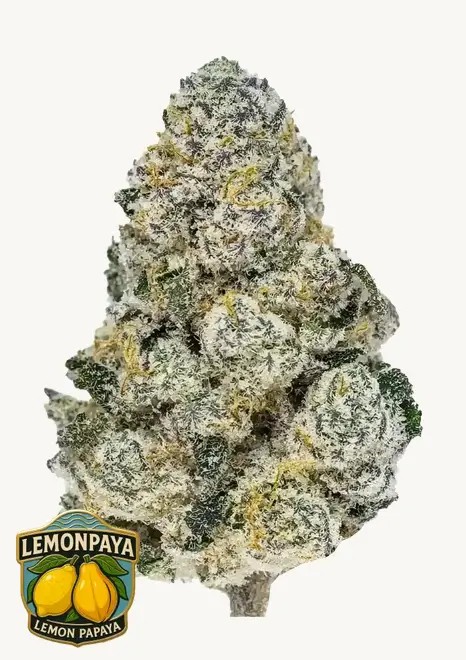 Lemonpaya Feminized by Fast Buds