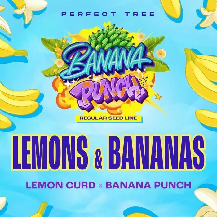 Lemons & Bananas Regular by Perfect Tree