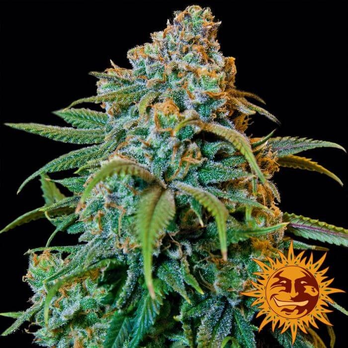 Liberty Haze Feminized by Barneys Farm