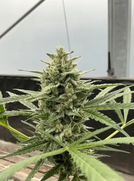 Lilac Cookies Auto Autoflower by Seedsman