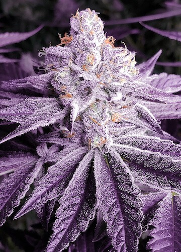 Lilac OG Bx1 Regular by Ethos Genetics