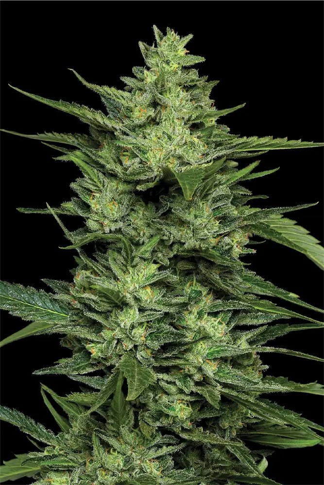 Limez Feminized by Humboldt Seed Company