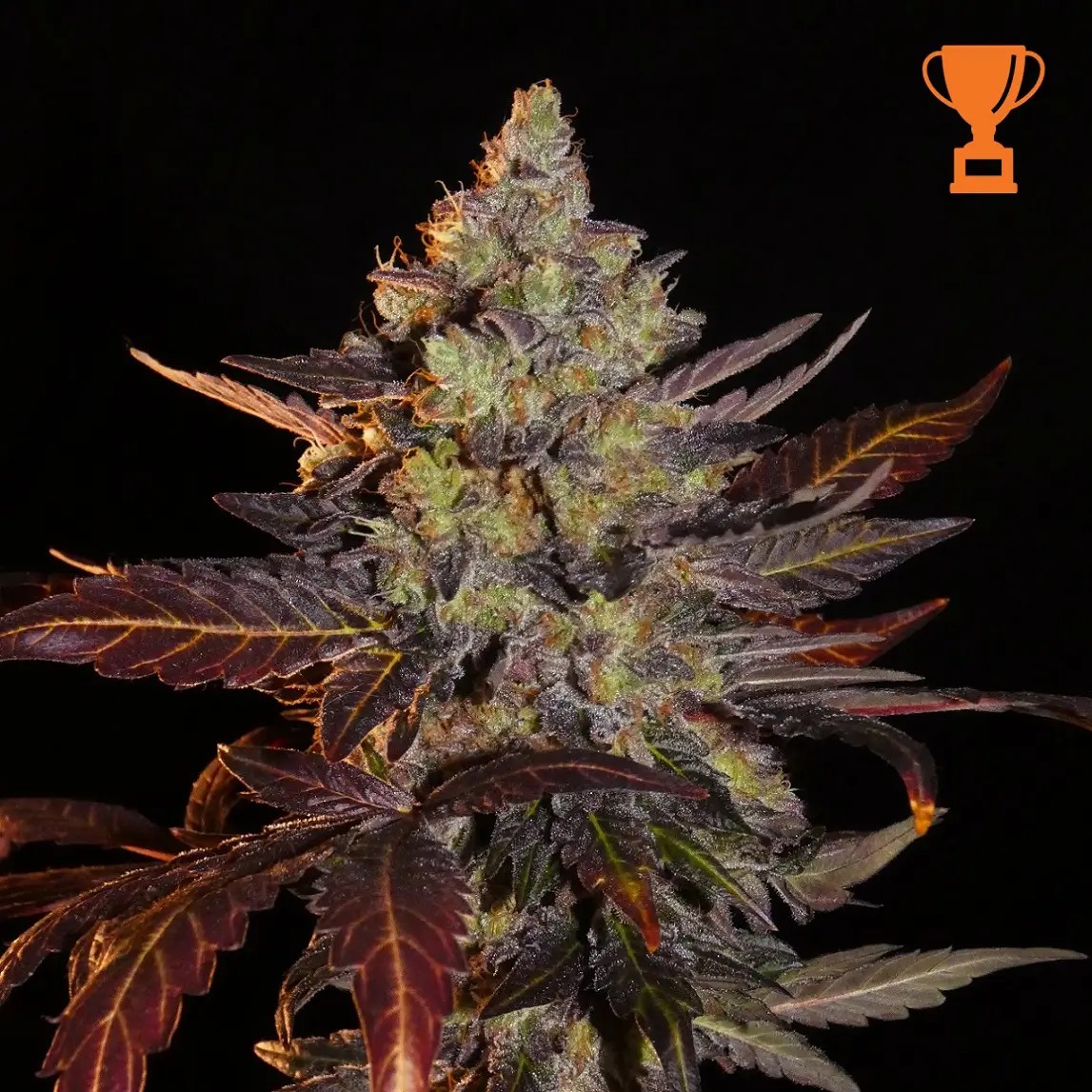 Limon Blanco V3 Feminized by Khalifa Genetics