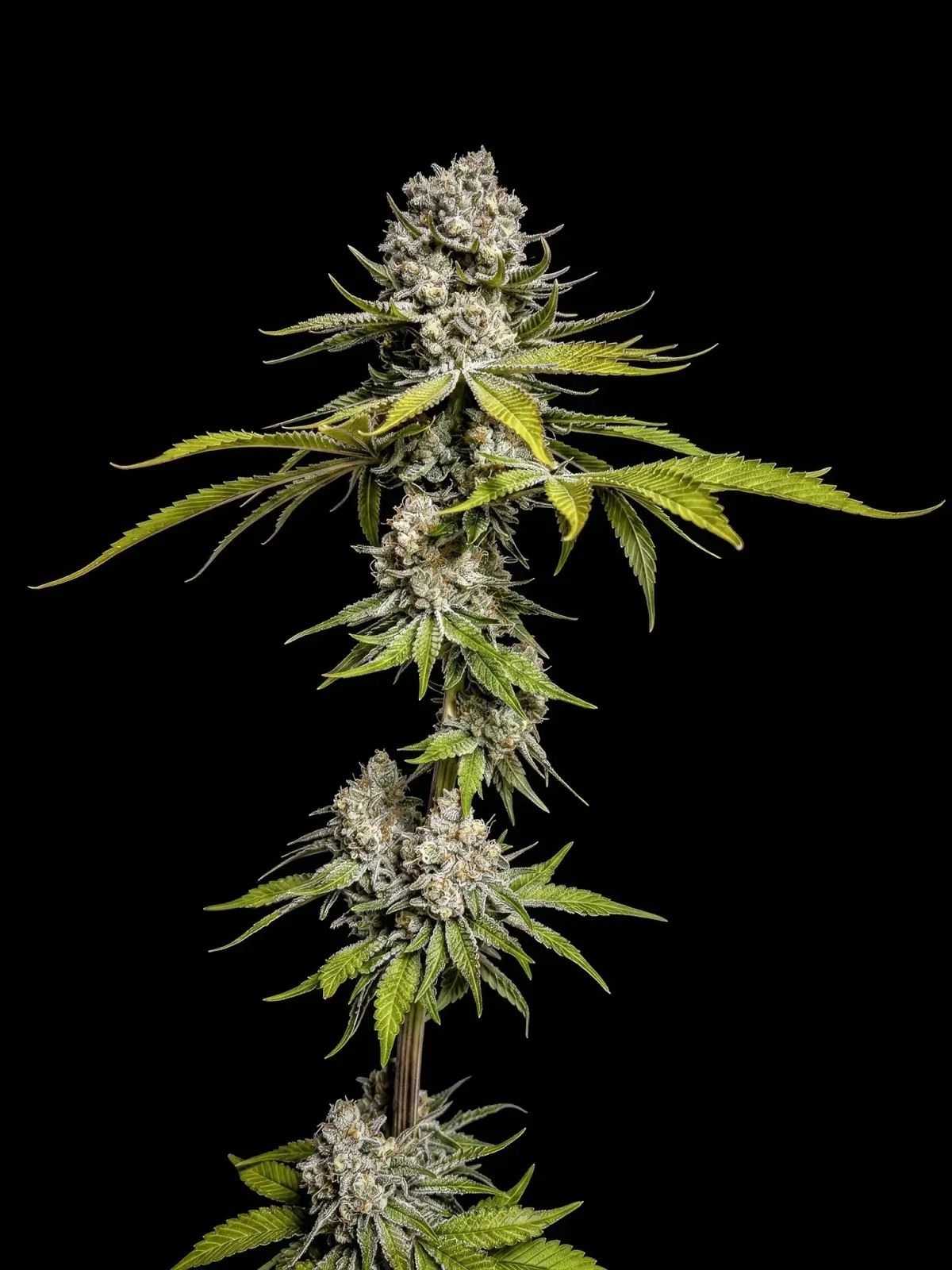 Limon de azúcar Feminized by World Breeders
