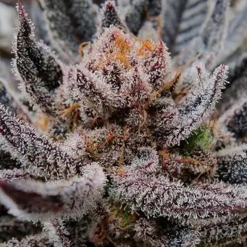 Limosa Feminized by Black Farm Genetix