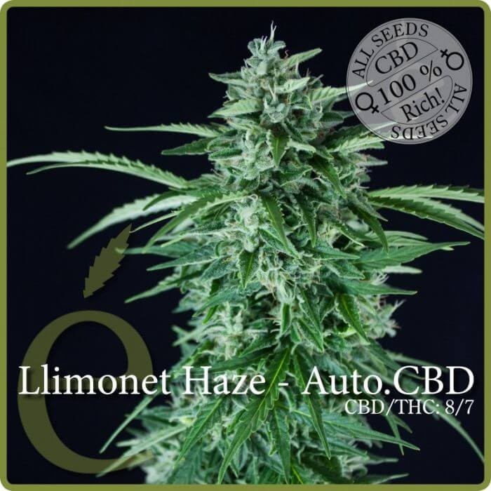 Llimonet Haze Auto CBD Autoflower by Elite Seeds