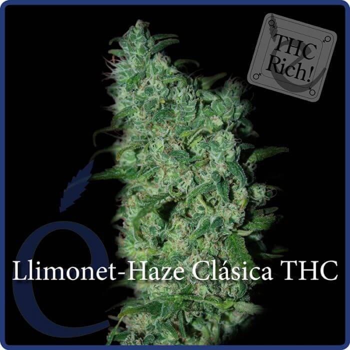 Llimonet Haze Feminized by Elite Seeds
