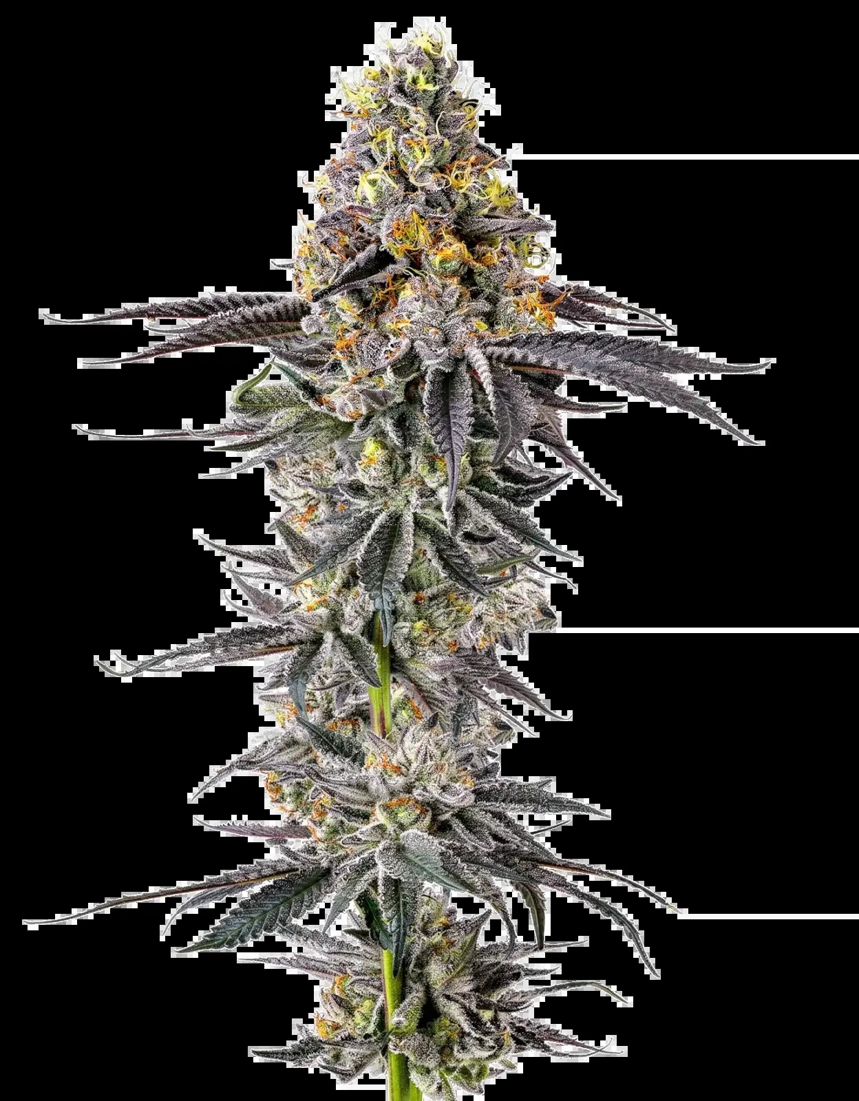 Lobster Butter Autoflower Autoflower by Growers Choice