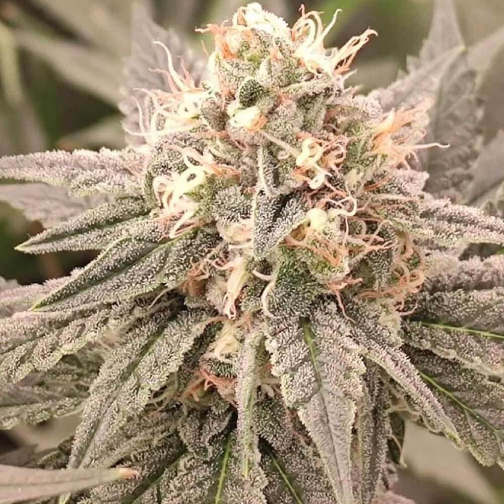 London Velvet Cake Feminized by Conscious Genetics