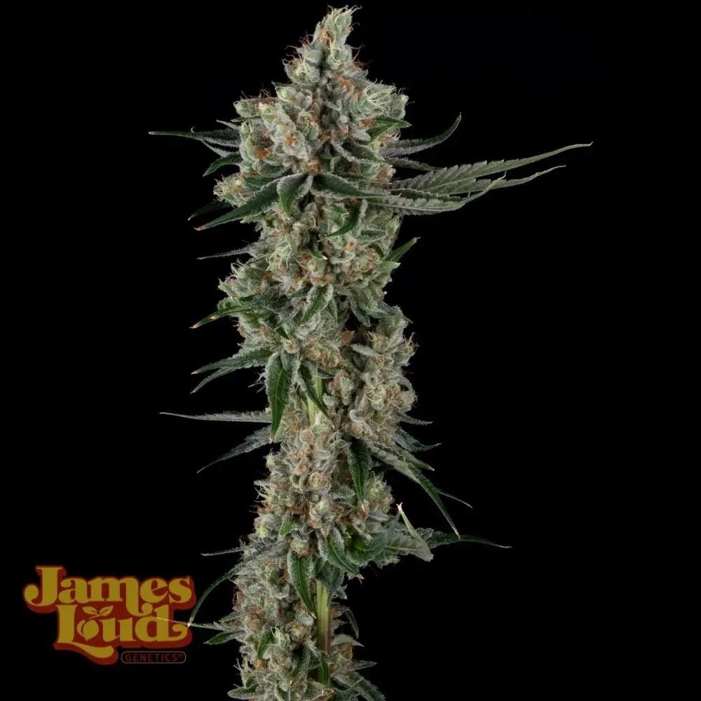 Loud Dream Candy Feminized by James Loud Genetics
