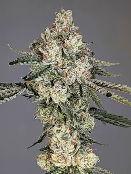 Louis Lobster Feminized by Cipher Genetics