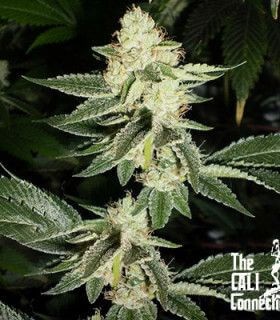 Louis XIII OG Feminized by The Cali Connection
