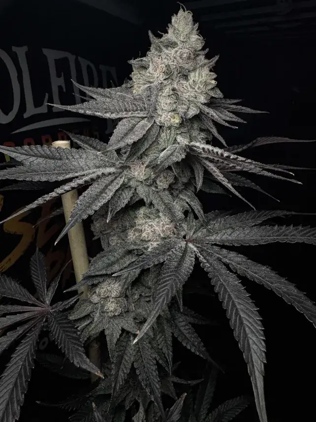 Lucid Vision Feminized by Solfire Gardens