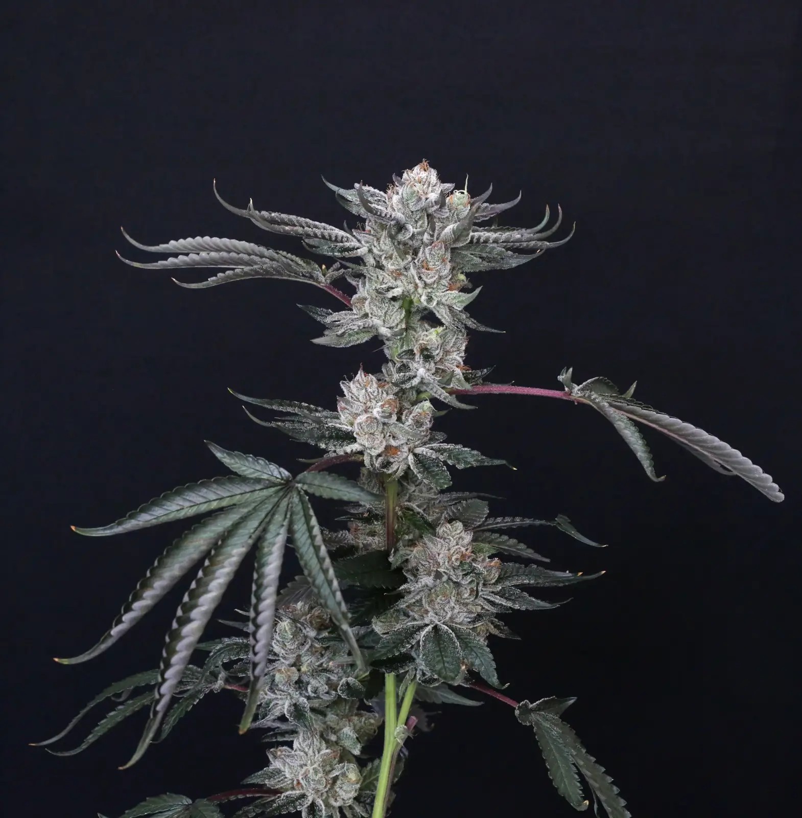 Luxar-Dos Feminized by Compound Genetics