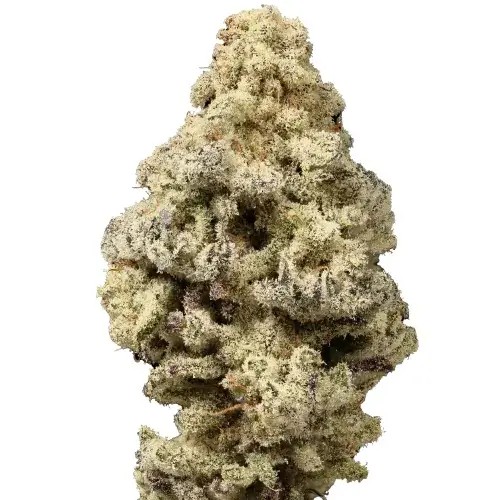 MAC n Cheese Feminized by Growers Choice