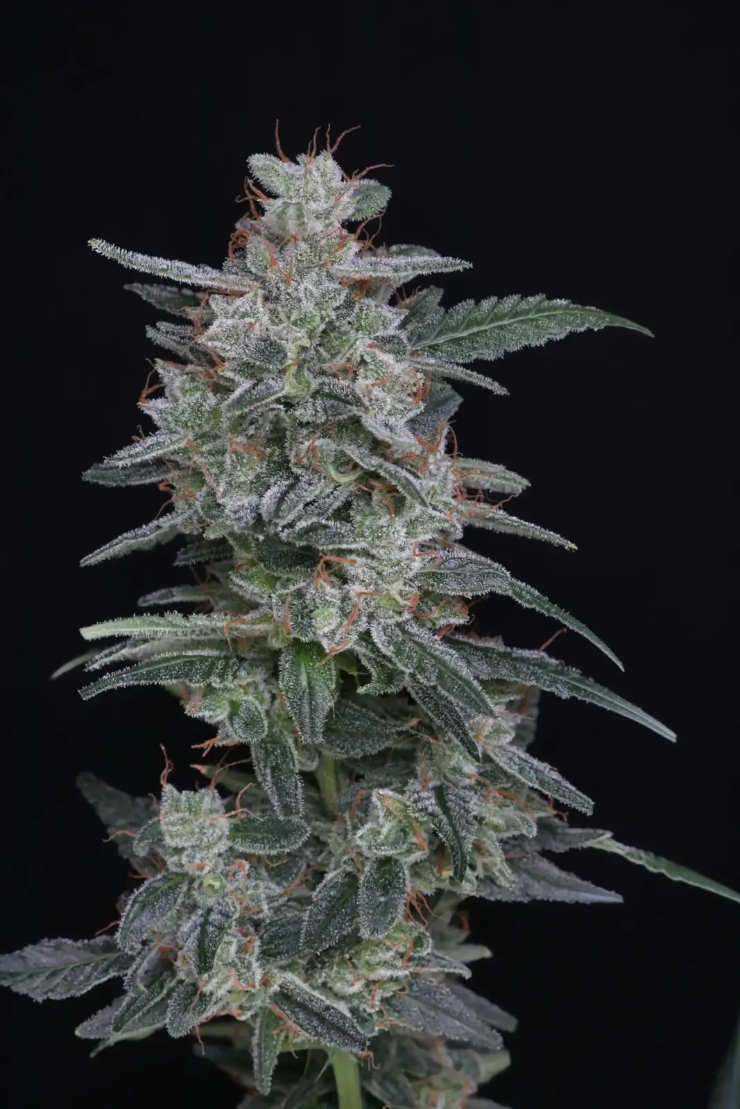 MAC² Auto Autoflower by Pure Instinto