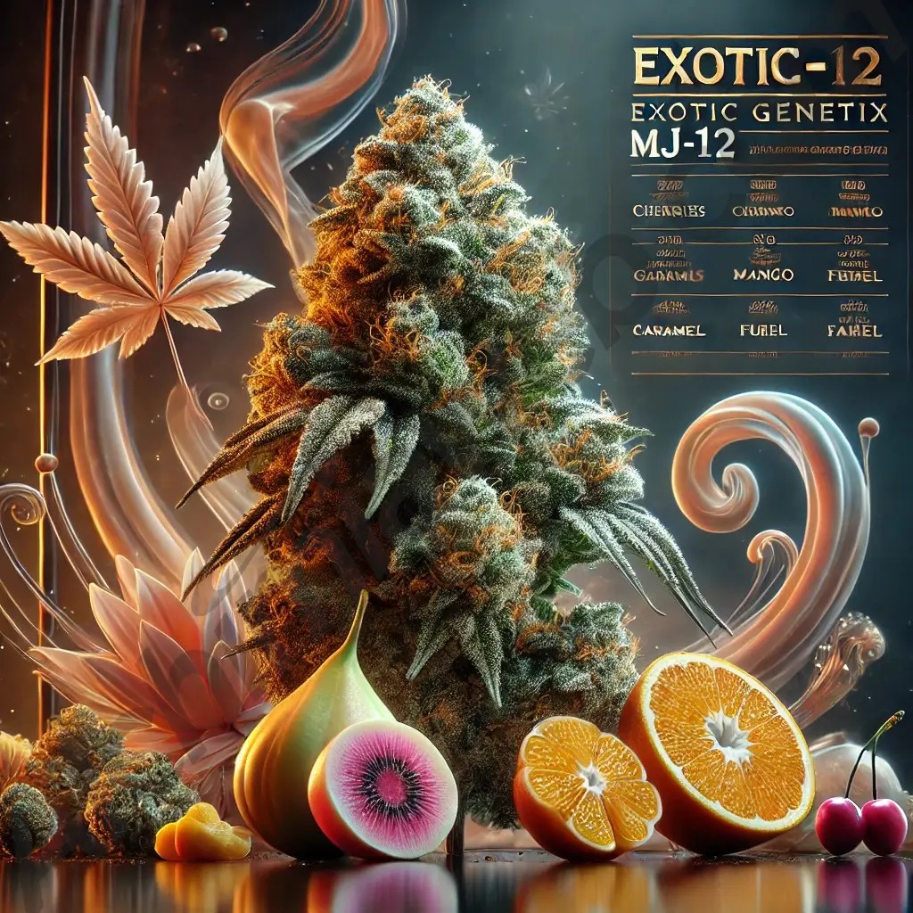MJ-12 Feminized by Exotic Genetix