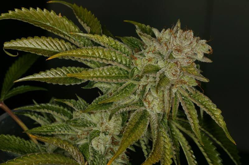 MK-Ultra Regular by T.H. Seeds