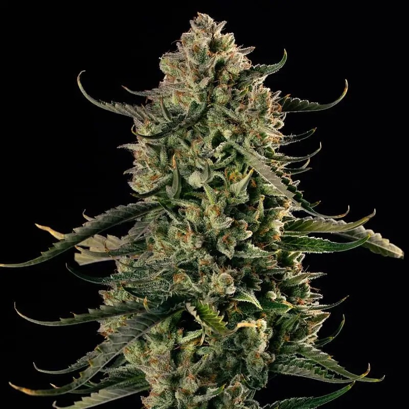 Mac Dawg XXL Auto Autoflower by Silent Seeds