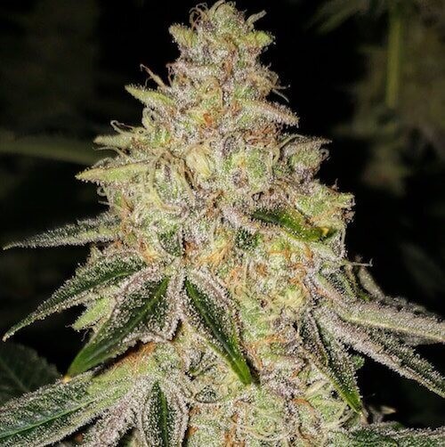 Mac N' Jack R1 Feminized by Ethos Genetics