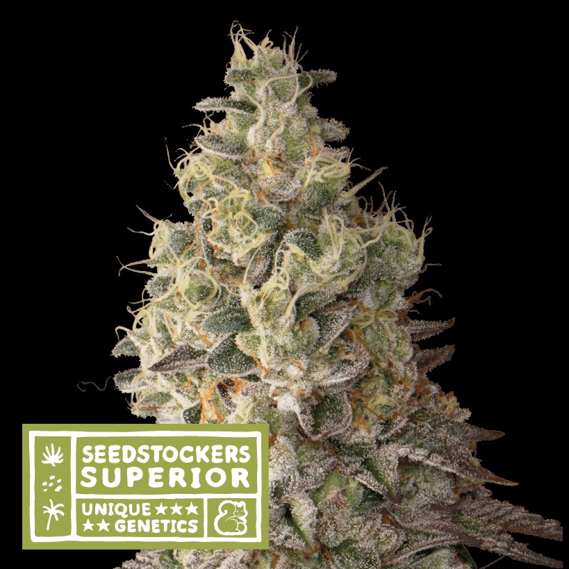 Mack And Crack Auto Autoflower by Seedstockers