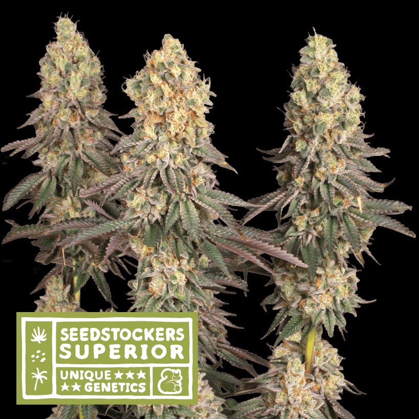 Mack And Crack Feminized by Seedstockers