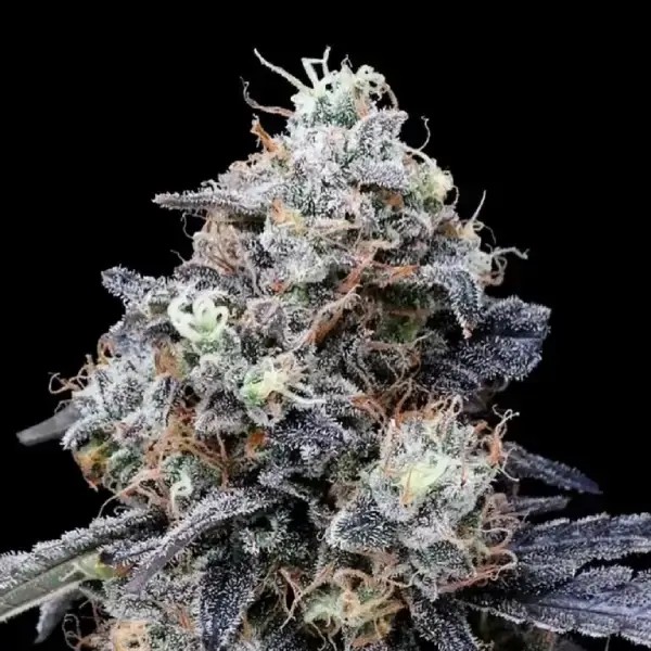 Macmelon Auto Autoflower by DNA Genetics
