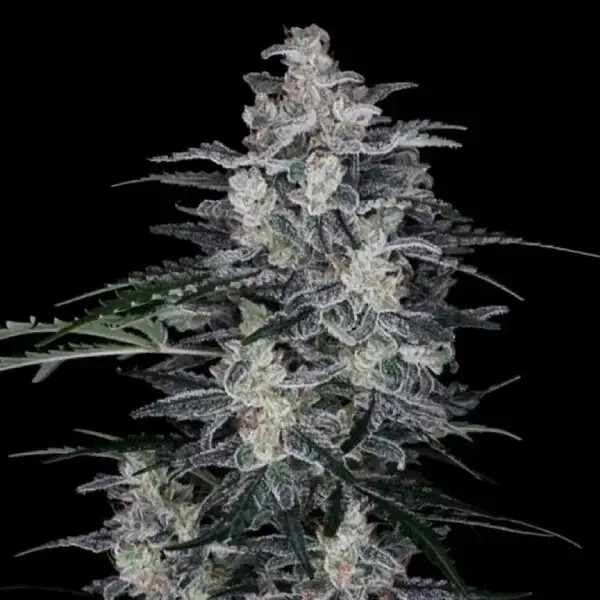 Macnana Auto Autoflower by DNA Genetics